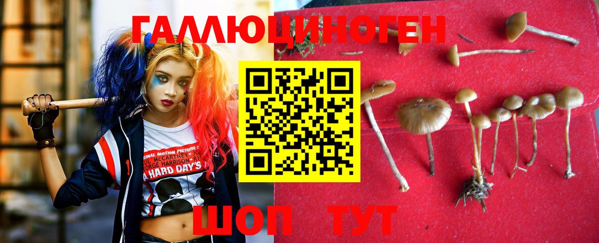 Псилоцибиновые грибы Cubensis Белогорск